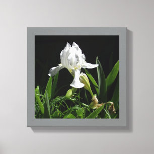 Witte Iris voor uw muur Canvas Afdruk
