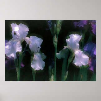 Witte irissen in bloei bij maanlicht poster