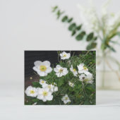 Witte Japanse Anemones DIY Briefkaart (Staand voorkant)