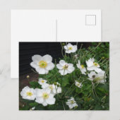 Witte Japanse Anemones DIY Briefkaart (Voorkant / Achterkant)