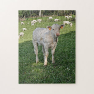 Witte kalf in een veld legpuzzel