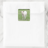 Witte kalf vierkante Stickers (Tas)