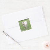 Witte kalf vierkante Stickers (Envelop)