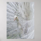 Witte kantposter poster (Voorkant)
