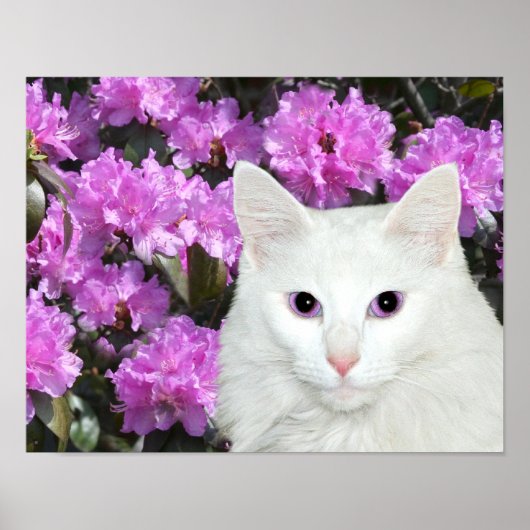 Witte kat azaleas poster (Voorkant)