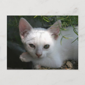 Witte kat briefkaart