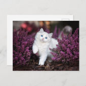 Witte kat briefkaart (Voorkant / Achterkant)