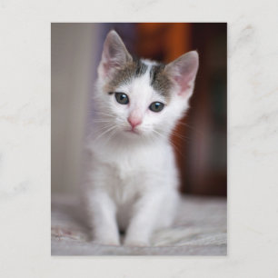 Witte Kat Briefkaart