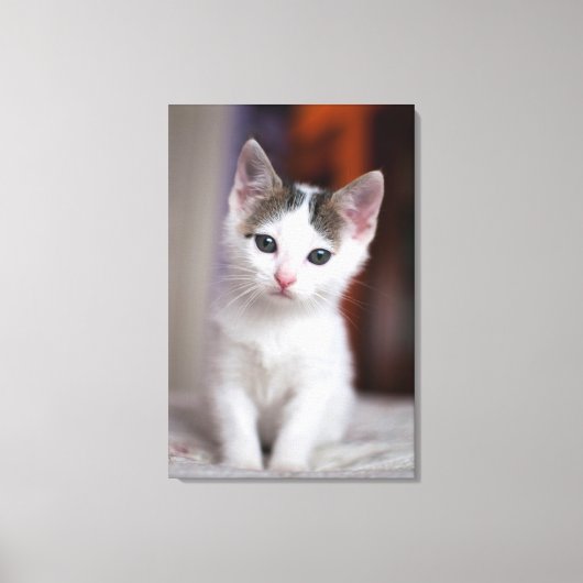 Witte Kat Canvas Afdruk (Voorkant)