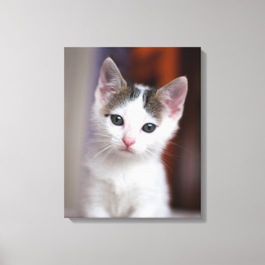 Witte Kat Canvas Afdruk (Voorkant)