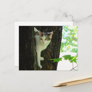 Witte kat in boom briefkaart