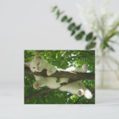Witte kat in de boom briefkaart (Staand voorkant)