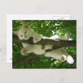 Witte kat in de boom briefkaart (Voorkant / Achterkant)