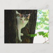 Witte kat in de boom briefkaart (Voorkant)