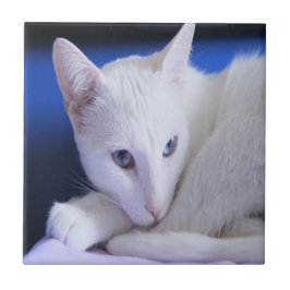 Witte kat met blauwe ogen tegeltje