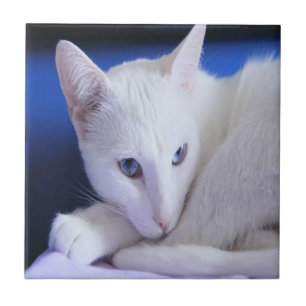 Witte kat met blauwe ogen tegeltje