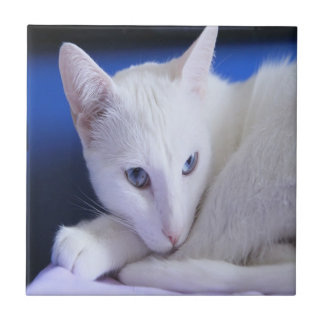 Witte kat met blauwe ogen tegeltje