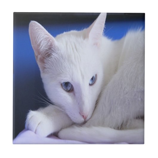 Witte kat met blauwe ogen tegeltje (Voorkant)