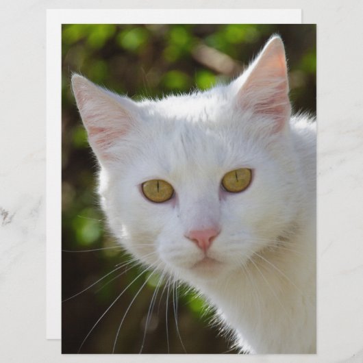 Witte kat met gele ogen ogen (Voorkant / Achterkant)