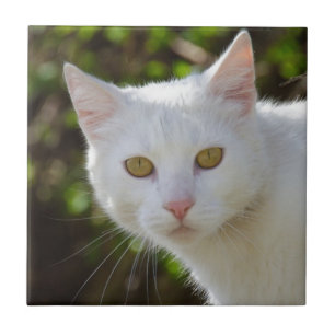 Witte Kat met Gele Ogen Tegeltje