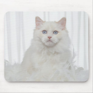 Witte kat met veren muismat