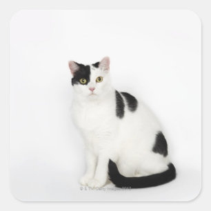 Witte kat met zwarte vlekken vierkante sticker