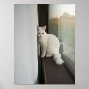 Witte kat Poster