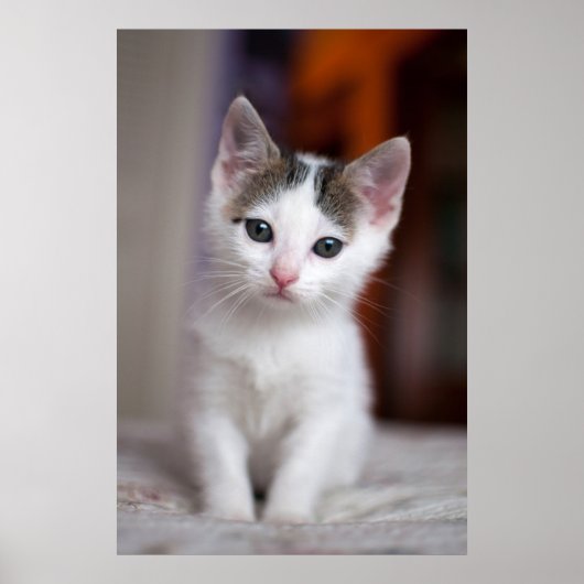 Witte Kat Poster (Voorkant)