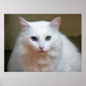 Witte kat poster (Voorkant)