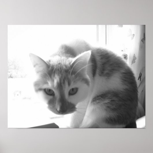  witte kat poster (Voorkant)