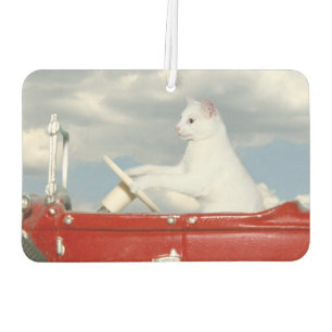 Witte kat rijdt in een auto luchtverfrisser