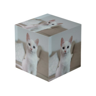 Witte kat Zazzle_Growshop. Kubus