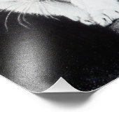 Witte katjes Teken Foto Afdruk (Hoek)