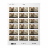 Witte Katten Adresetiketten Etiket (Full Sheet)