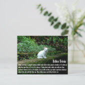 Witte katten briefkaart (Staand voorkant)