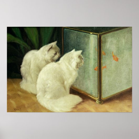 Witte katten die Goldfish bekijken Poster (Voorkant)