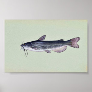 Witte katvis poster