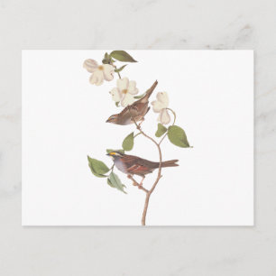 Witte-keelmus audubon voortplanting briefkaart