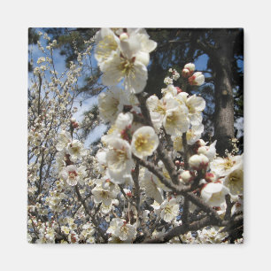 Witte kersenbloesem / Sakura / サクラ(桜) Magneet