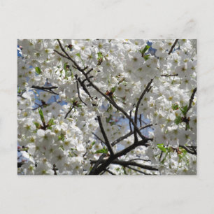 Witte Kersenbloesems: Tokio Briefkaart