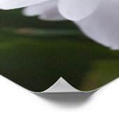 Witte kerstcactus Schlumbergera CC0039 Flower Poster (Hoek)