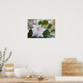 Witte kerstcactus Schlumbergera CC0039 Flower Poster (Keuken)