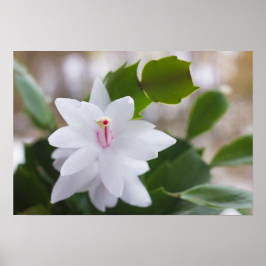 Witte kerstcactus Schlumbergera CC0039 Flower Poster (Voorkant)