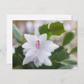 Witte kerstcactus Schlumbergera Pot Flowers Feestdagenkaart (Voorkant / Achterkant)