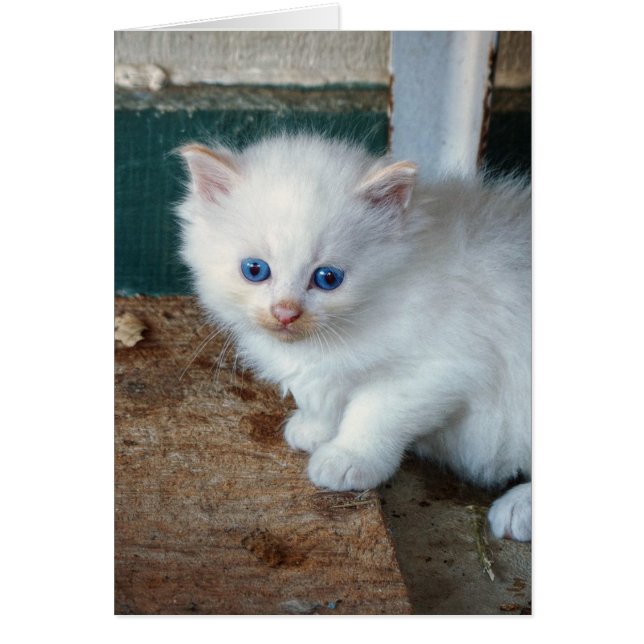 Witte Kitten (Voorkant)