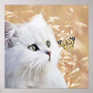 Witte kitten en vlinder poster