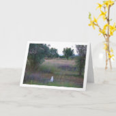 Witte kitten in Campo Kaart (Gele Bloem)