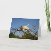 Witte kitten klimmen amandelboom Kaart (Voorkant)