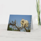 Witte kitten klimmen amandelboom kaart (Voorkant)