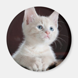 Witte kitten magneet